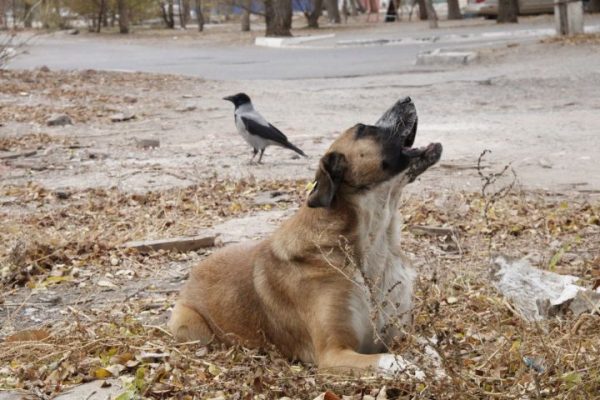 Экстраординарную ситуацию по бродячим собакам продлили в Астрахани и Приволжском районе