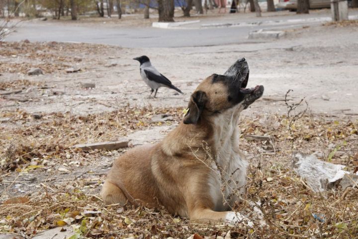 Экстраординарную ситуацию по бродячим собакам продлили в Астрахани и Приволжском районе