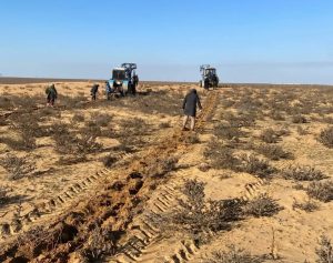 Под Астраханью высаживают чудо-растение, оно спасает землю от пустыни | АРБУЗ