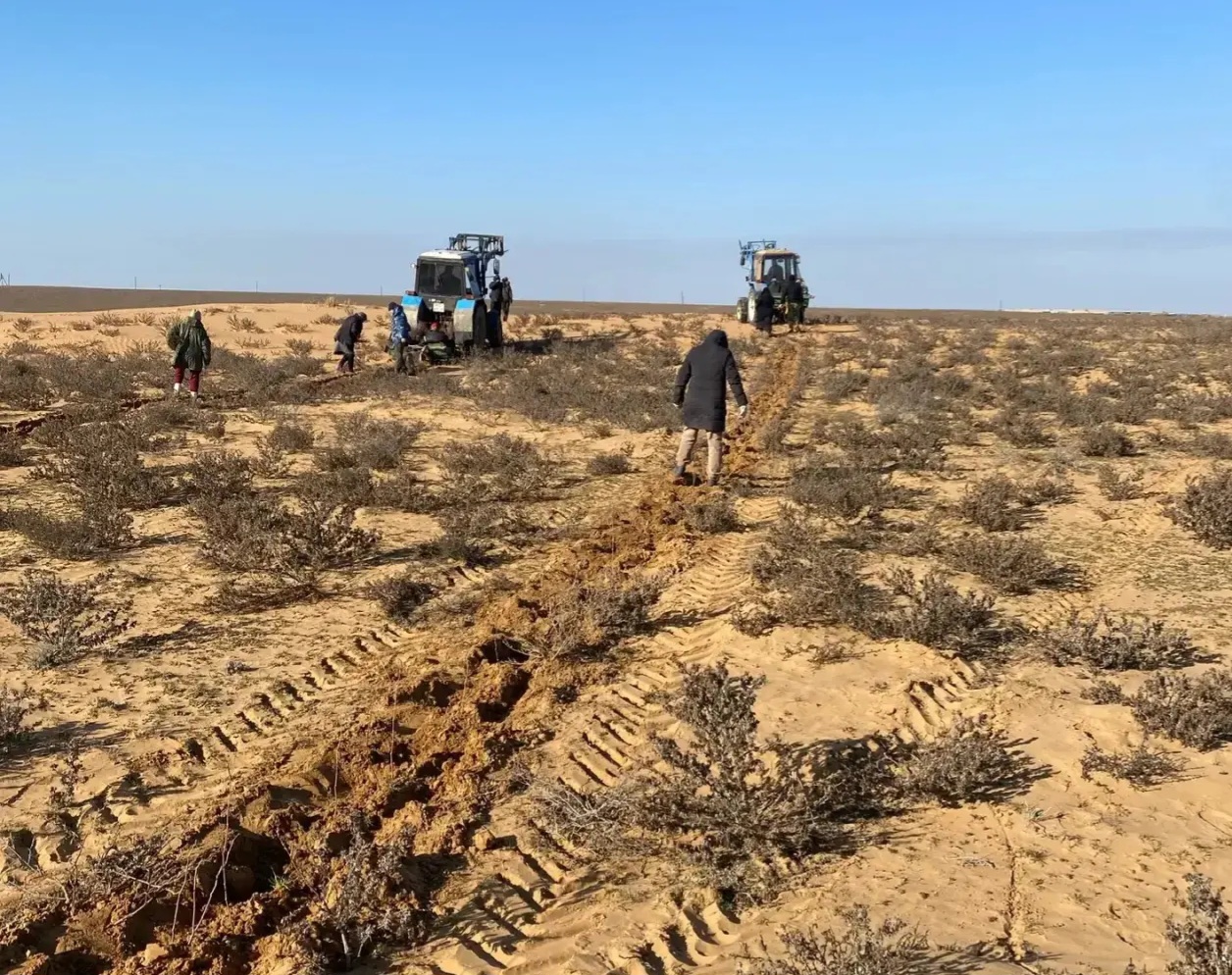 Под Астраханью высаживают чудо-растение, оно спасает землю от пустыни | АРБУЗ