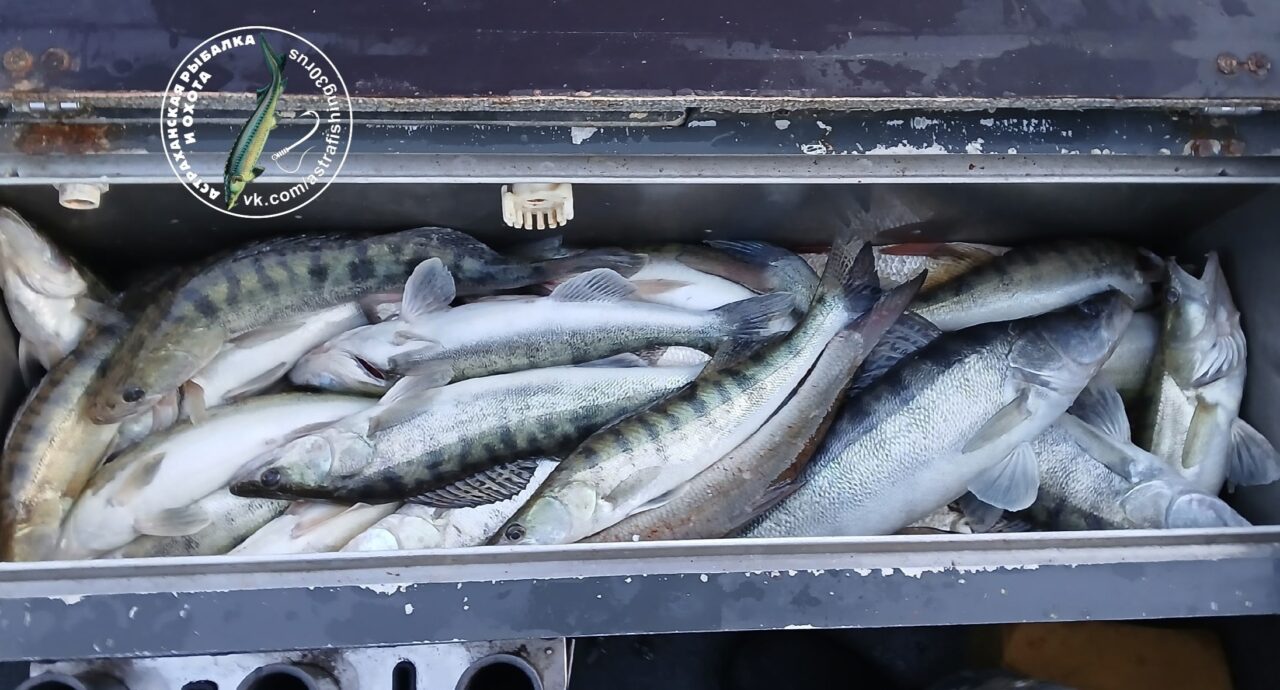 Где и какая рыба ловится в Астраханской области: рассказы рыбаков | АРБУЗ