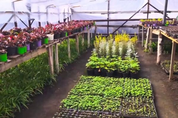 Астрахань украсят огромным количеством цветов и высадят деревья | АРБУЗ