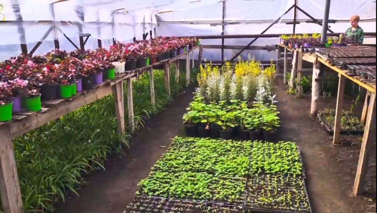 Астрахань украсят огромным количеством цветов и высадят деревья | АРБУЗ