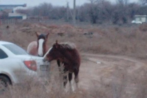 В Астрахани обезумевшая банда лошадей ходит по поселку, ржет в лицо и грызет машины | АРБУЗ