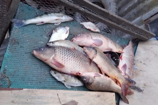 Где и какая рыба ловится в Астраханской области в начале весны | АРБУЗ