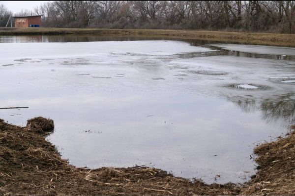 Под Астраханью рыбное предприятие собирается расширяться, там будут разводить редких рыб | АРБУЗ