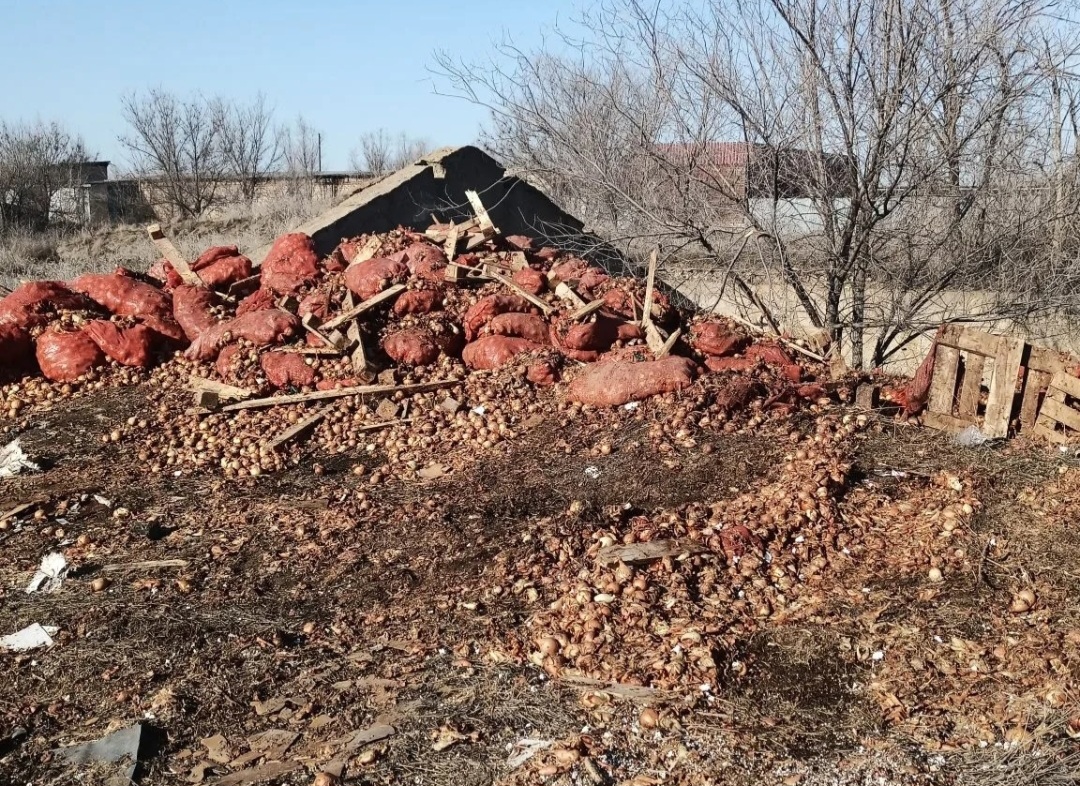На севере Астраханской области обнаружили огромную свалку из лука | АРБУЗ