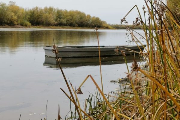 Эта новая рыба захватывает дельту Волги 