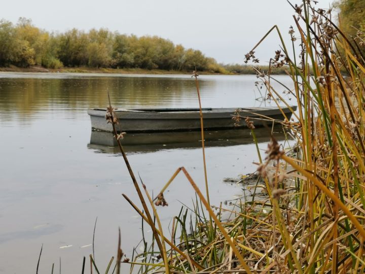 Эта новая рыба захватывает дельту Волги 