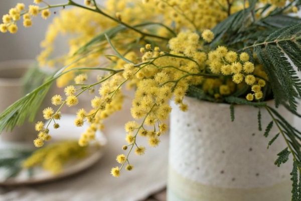 Солнечный убийца: аллерголог из Подмосковья предупредила об опасности мимозы на 8 Марта