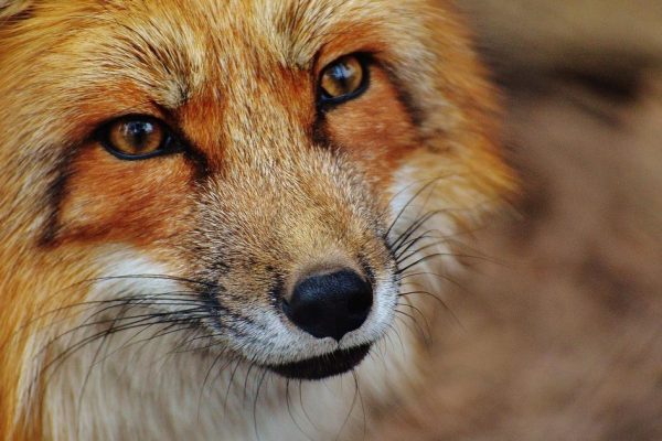 Стало известно, почему лисы стали часто выходить в российские города