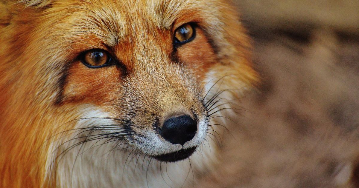 Стало известно, почему лисы стали часто выходить в российские города