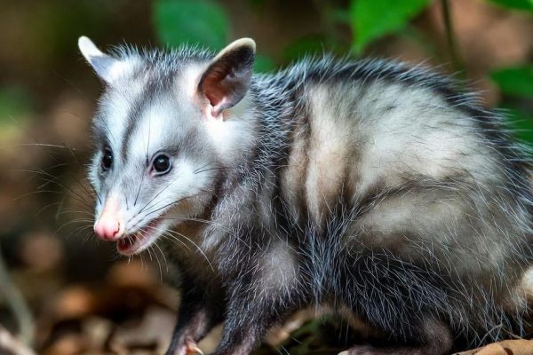 В Новой Гвинее обнаружили опоссумов, считавшихся вымершими еще шесть тысяч лет назад
