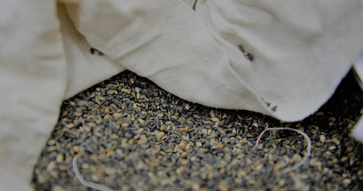 РФ полностью обеспечила себя лесосеменным материалом на текущий год