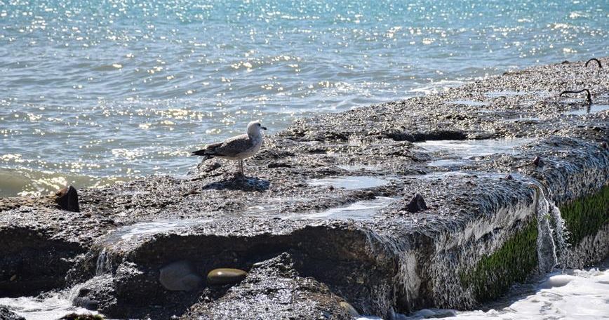На пляже в Сочи нашли кучи мертвых птиц