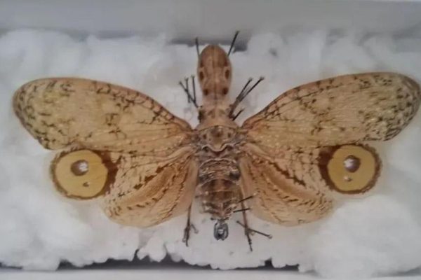 Крокодил с крыльями: в Наро-Фоминске продают тропическое «чудовище» с глазищами