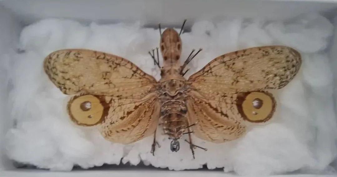 Крокодил с крыльями: в Наро-Фоминске продают тропическое «чудовище» с глазищами