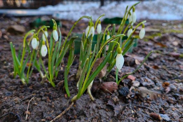 Весна наступает: высота снежного покрова в Москве стремительно идет на убыль — данные метеостанций
