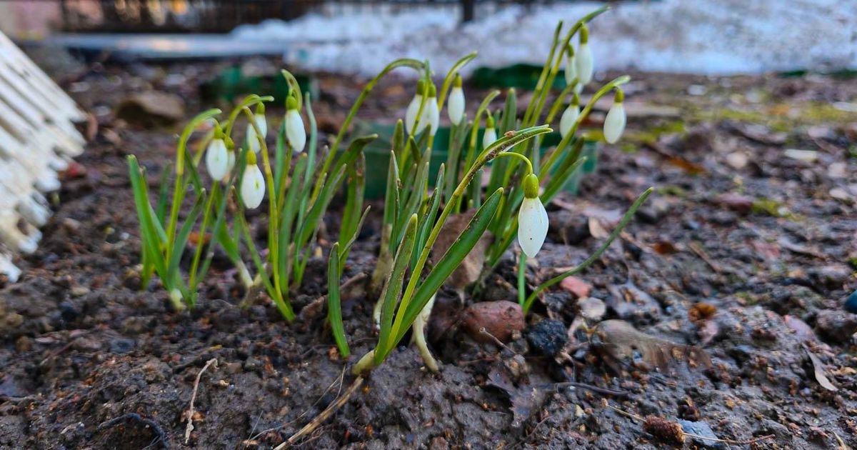 Весна наступает: высота снежного покрова в Москве стремительно идет на убыль — данные метеостанций