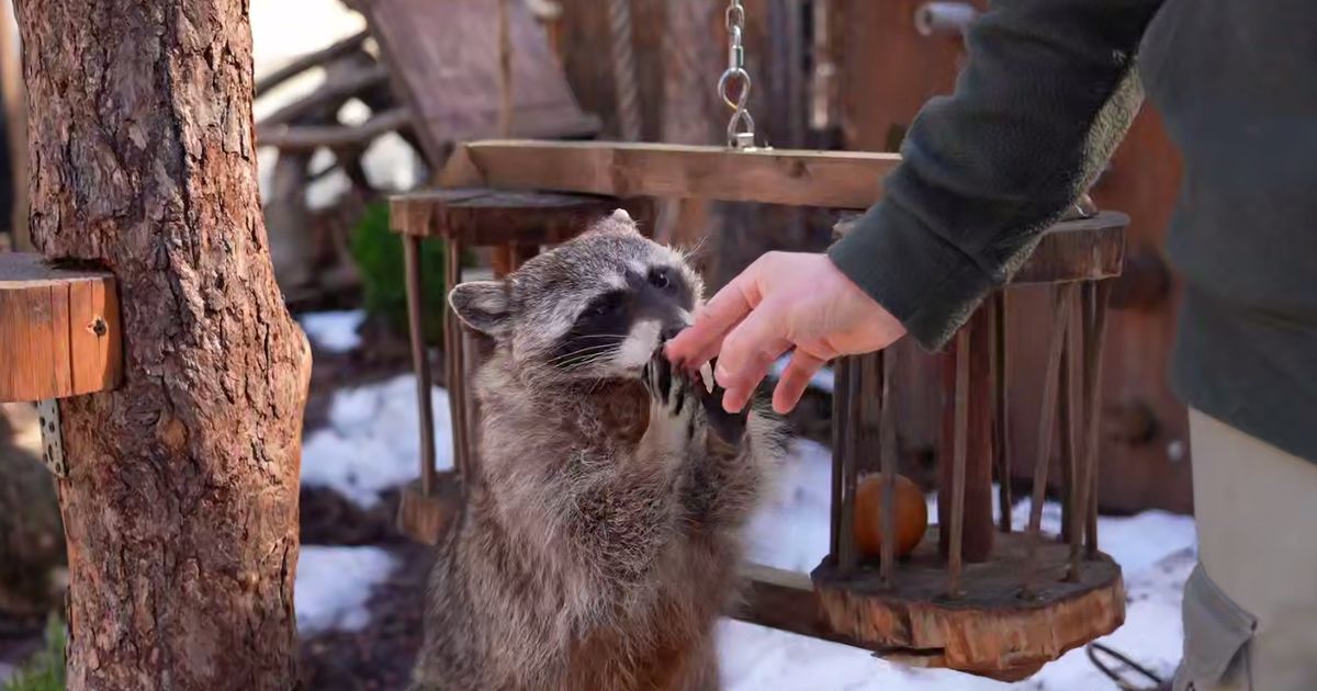 Прощай, спячка: еноты-полоскуны проснулись в Московском зоопарке