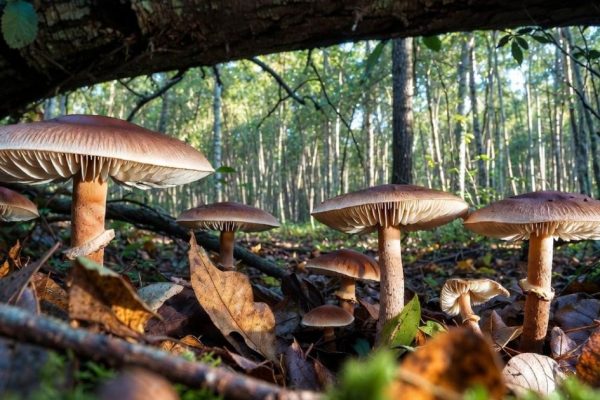 Сезон «тихой охоты» начнется досрочно: москвичам пообещали обилие весенних грибов