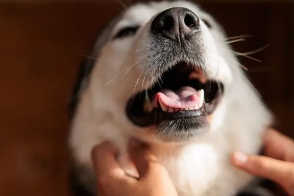 Водители сигналили, но бесполезно: самоеды устроили затор и хаос на дороге в Наро-Фоминске