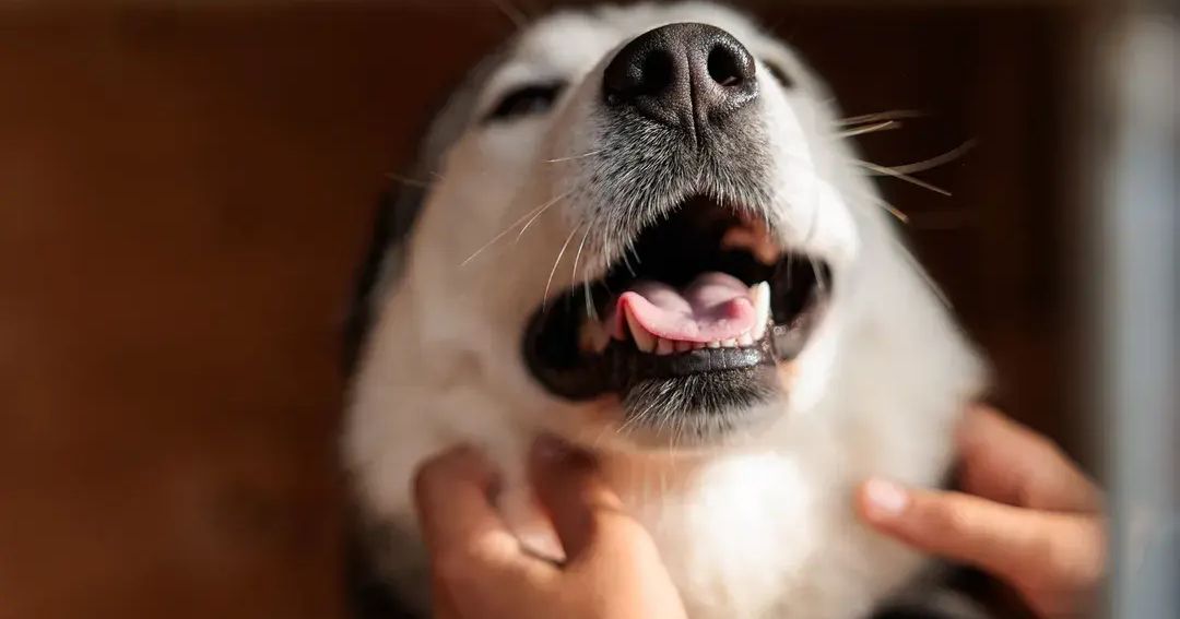 Водители сигналили, но бесполезно: самоеды устроили затор и хаос на дороге в Наро-Фоминске