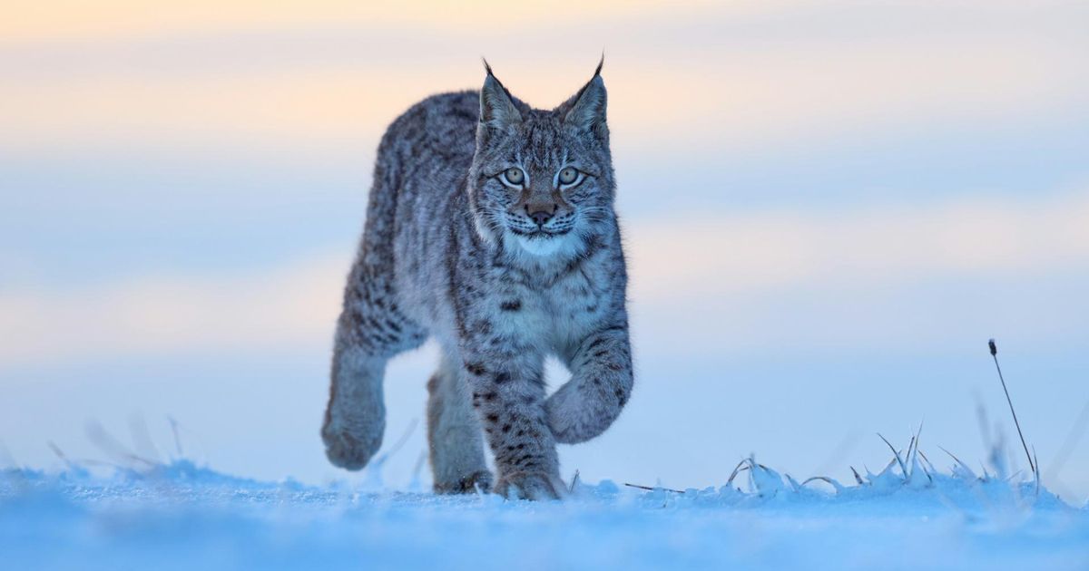 Едят домашних котов и забираются на крыши: нашествие рысей на центральную Россию