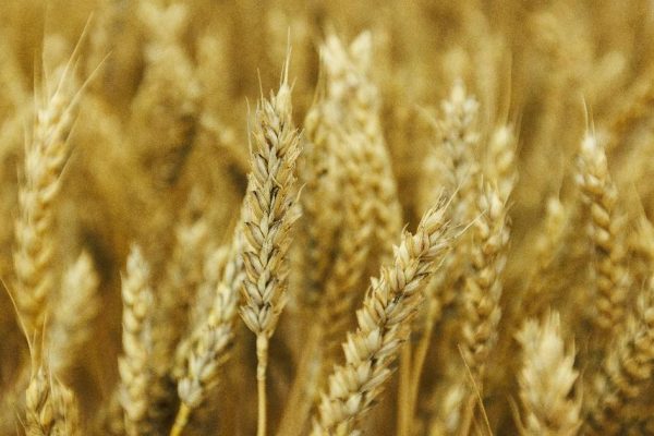 В Подмосковье увеличился спрос на пшеничную муку