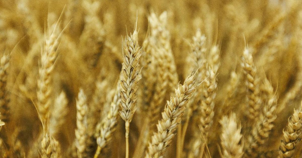 В Подмосковье увеличился спрос на пшеничную муку