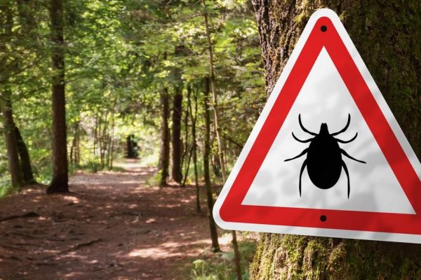 Врач из Красногорска рассказала, как защитить себя от укуса клеща