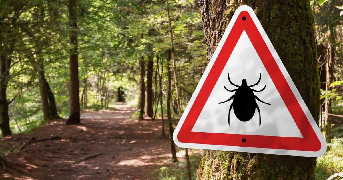 Врач из Красногорска рассказала, как защитить себя от укуса клеща