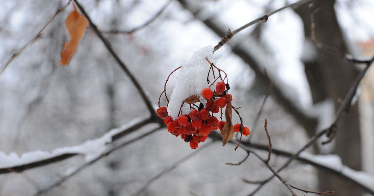 Синоптик Ильин рассказал, когда москвичам ждать похолодания