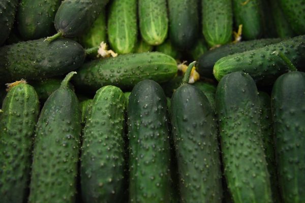 Огурцы продолжат дешеветь из-за увеличения светового дня