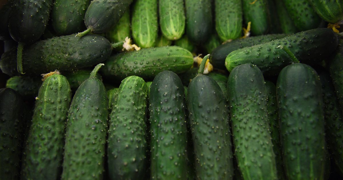 Огурцы продолжат дешеветь из-за увеличения светового дня
