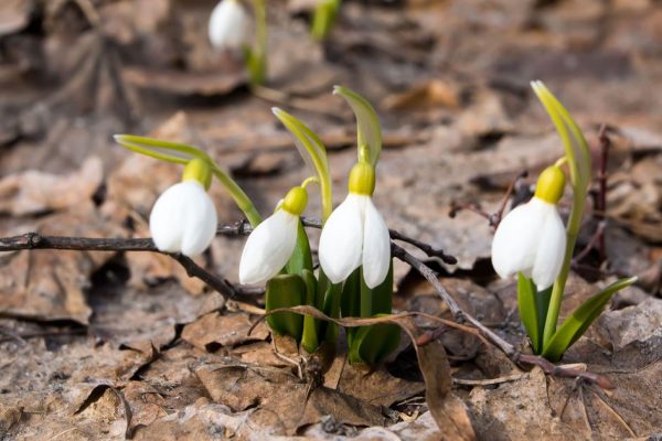 Весна пришла: в Одинцове у храма Георгия Победоносца заметили первые подснежники