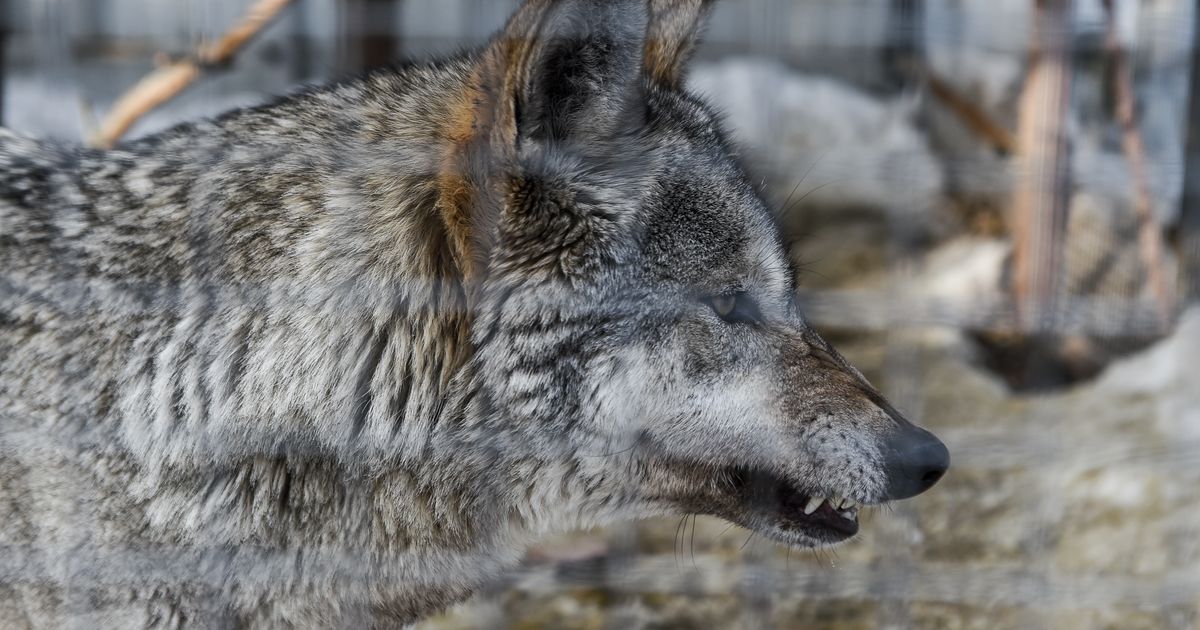 Не охота, а необходимость: почему диких зверей пришлось ликвидировать у населенных пунктов Шатуры