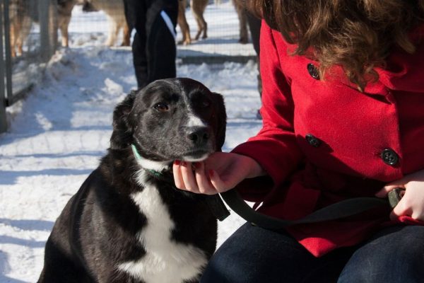 «Чьи алабаи?»: в соцсетях обсуждают трагедию с собакой в Кузбассе