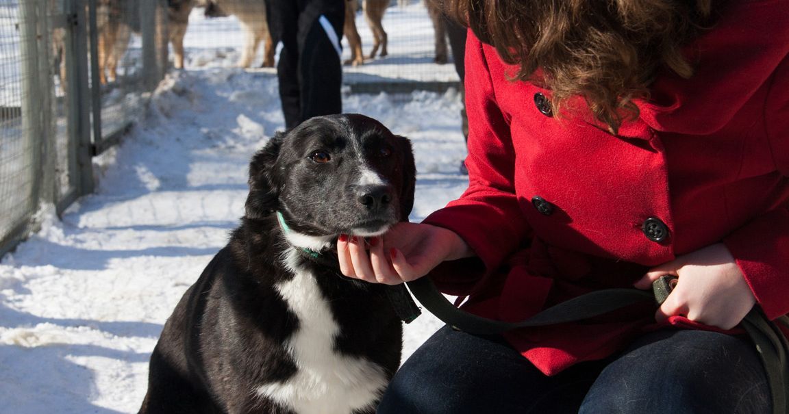 «Чьи алабаи?»: в соцсетях обсуждают трагедию с собакой в Кузбассе