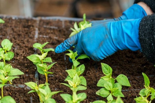 Тара решает все: садовод раскрыла секрет идеальных контейнеров для рассады