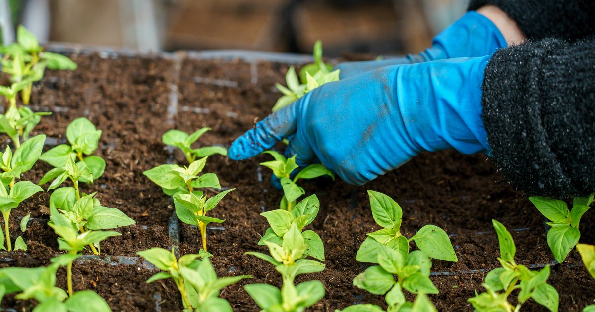 Тара решает все: садовод раскрыла секрет идеальных контейнеров для рассады