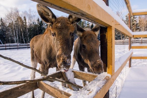 Лосей стало больше, а значит, и рисков: сотрудники «Лосиного острова» ищут способ удержать животных в лесу
