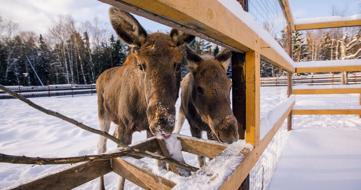 Лосей стало больше, а значит, и рисков: сотрудники «Лосиного острова» ищут способ удержать животных в лесу