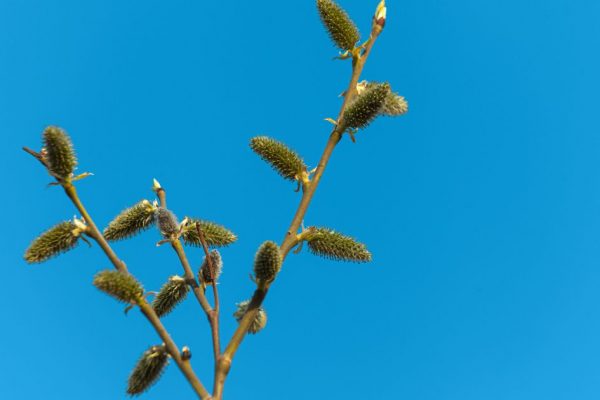 Церковный праздник 21 марта 2026: родительская суббота, что можно и нельзя делать, кого поминают
