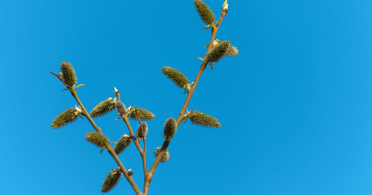 Церковный праздник 21 марта 2026: родительская суббота, что можно и нельзя делать, кого поминают