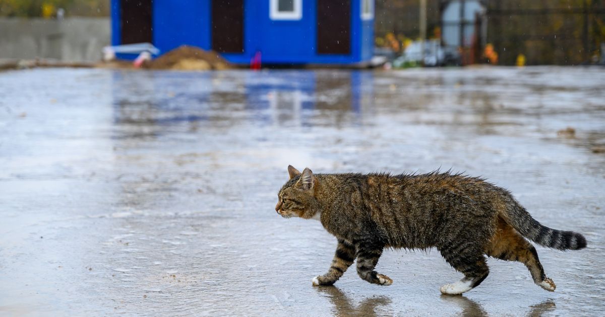 В Гидрометцентре объяснили, почему сухой март опаснее морозов для жителей столицы