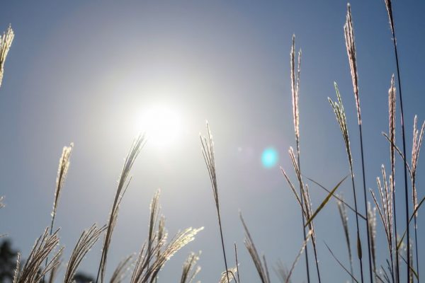 В Подмосковье потеплеет до +6 градусов