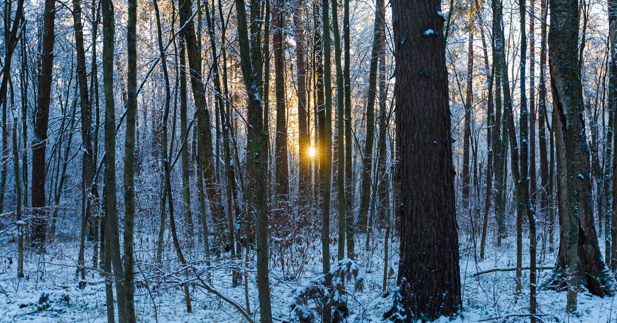 В Пермском крае россиянин выжил после девяти дней в холодном сугробе