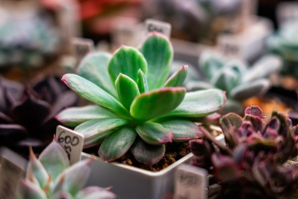 Дачников предупредили о продаже несуществующих растений на маркетплейсах