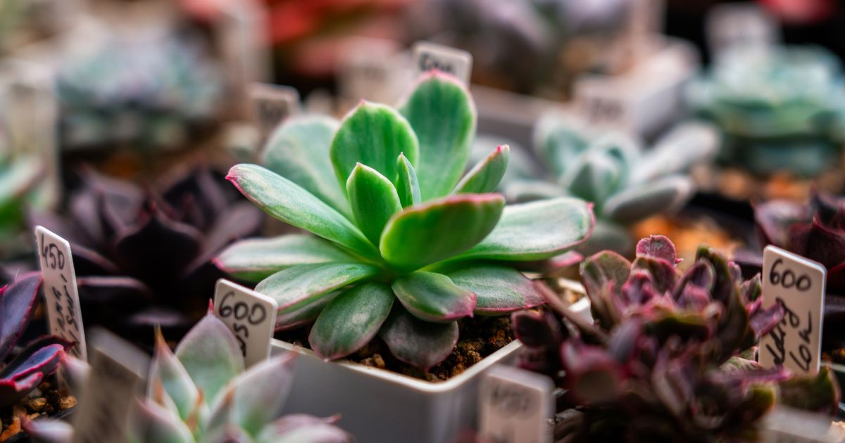 Дачников предупредили о продаже несуществующих растений на маркетплейсах